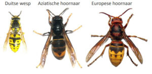 Duitse wesp, Aziatische hoornaar en Europese hoornaar
